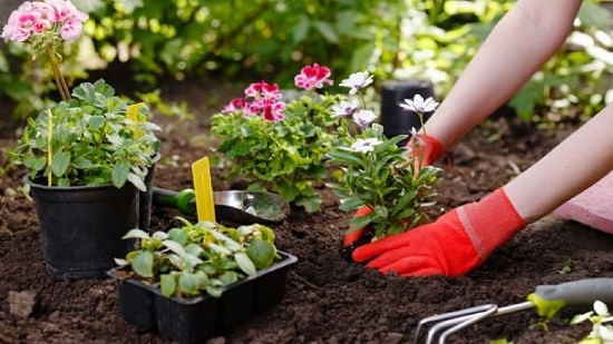 Por qué se abona un cultivo de flores y qué aporta
