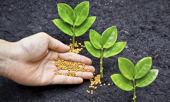 Aplicacion de abono granulado junto a plantas jovenes