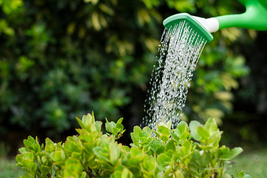 El agua en la planta: absorción, xilema y transpiración