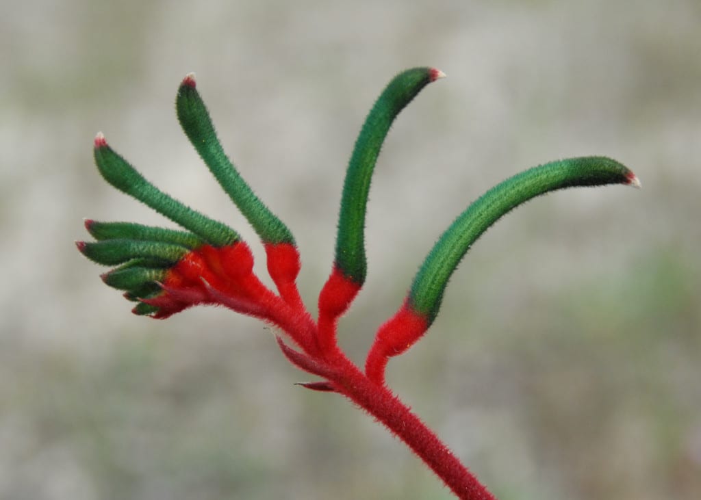 Anigozanthos manglesii