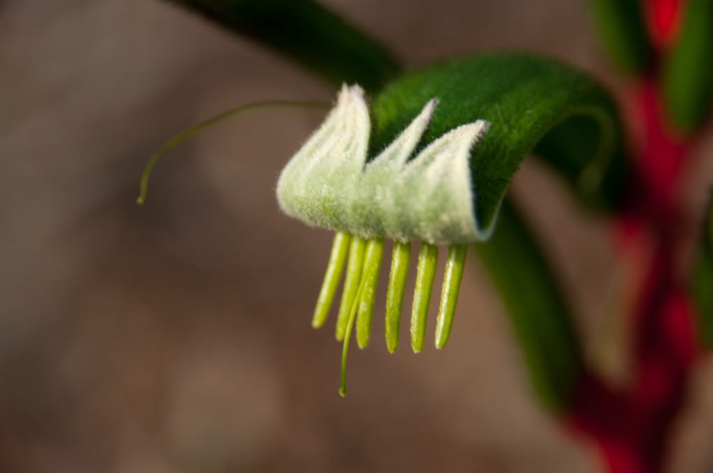 Anigozanthos manglesii