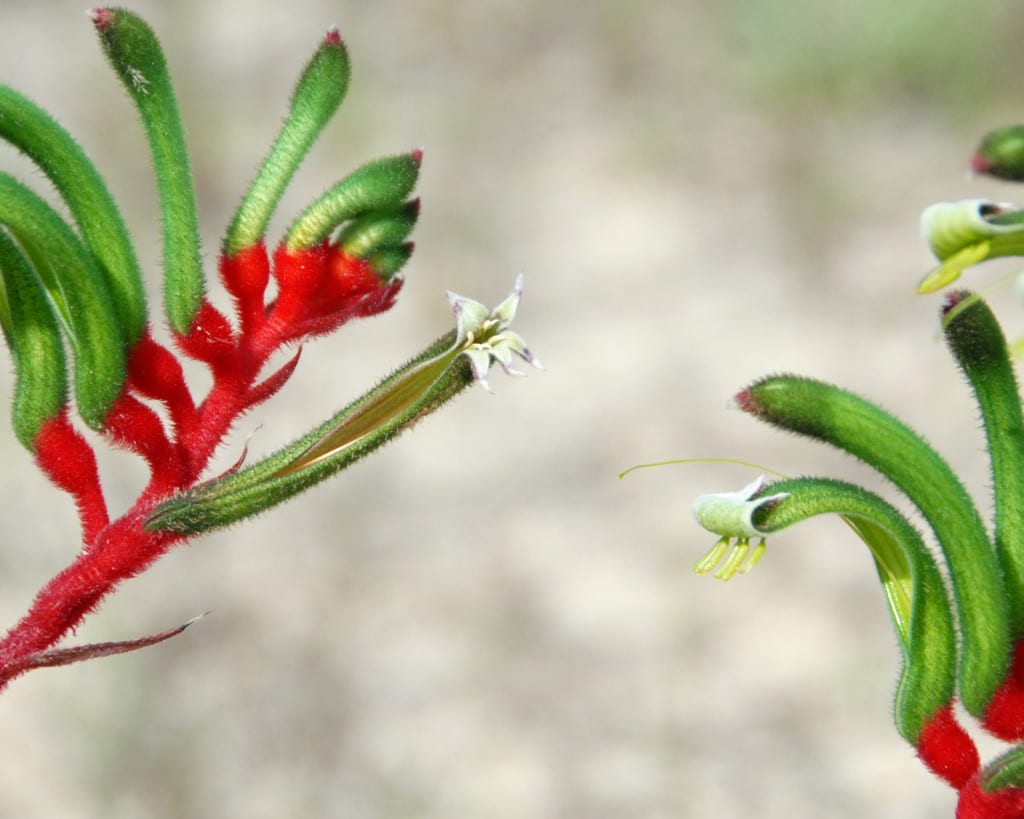 Flores de Anigozanthos manglesii