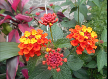 Mata de lantana con inflorescencias naranjas y rojas