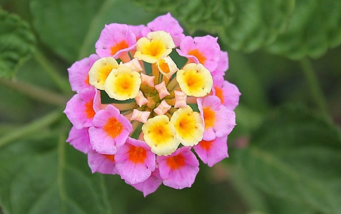 Inflorescencia de lantana con flores rosas por fuera y amarillas en el centro