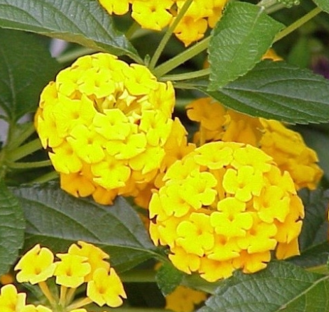 Lantana de flores amarillas en flor