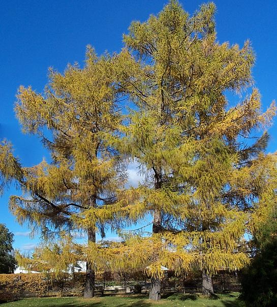 Larix: tipos, características, tamaño, variedades, colores…