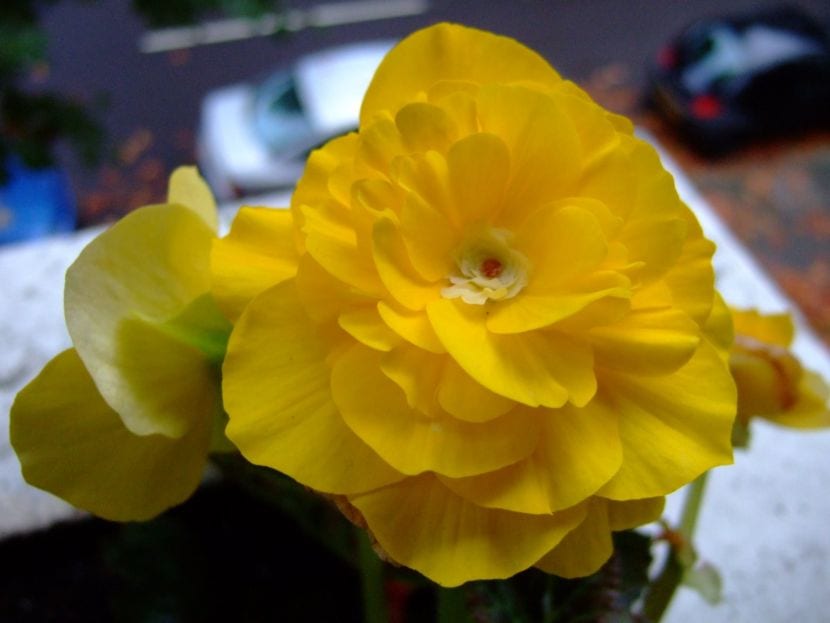 Begonia