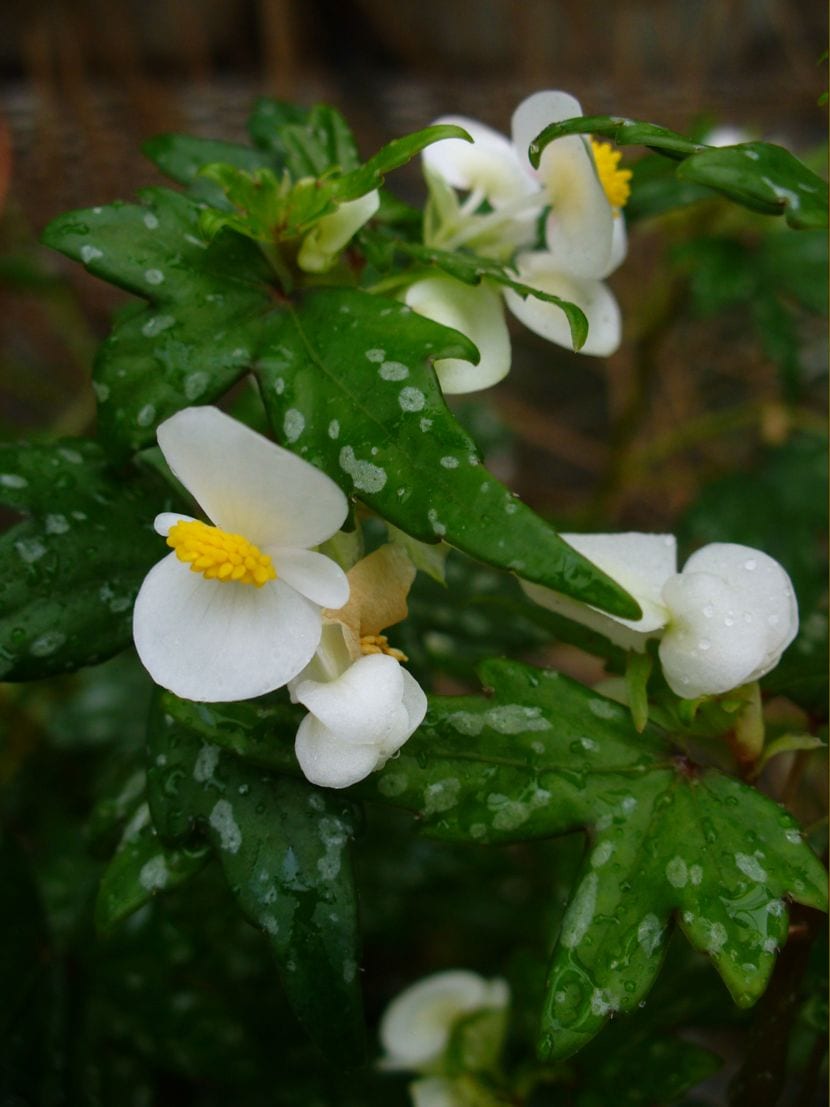 Begonia de flor blanca