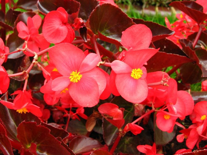 Begonia semperflorens