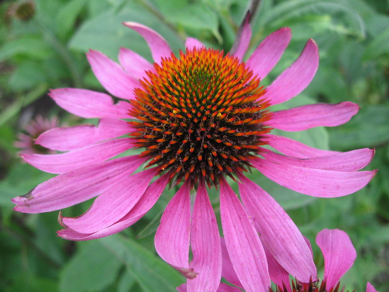 La Echinacea es una planta que produce flores grandes