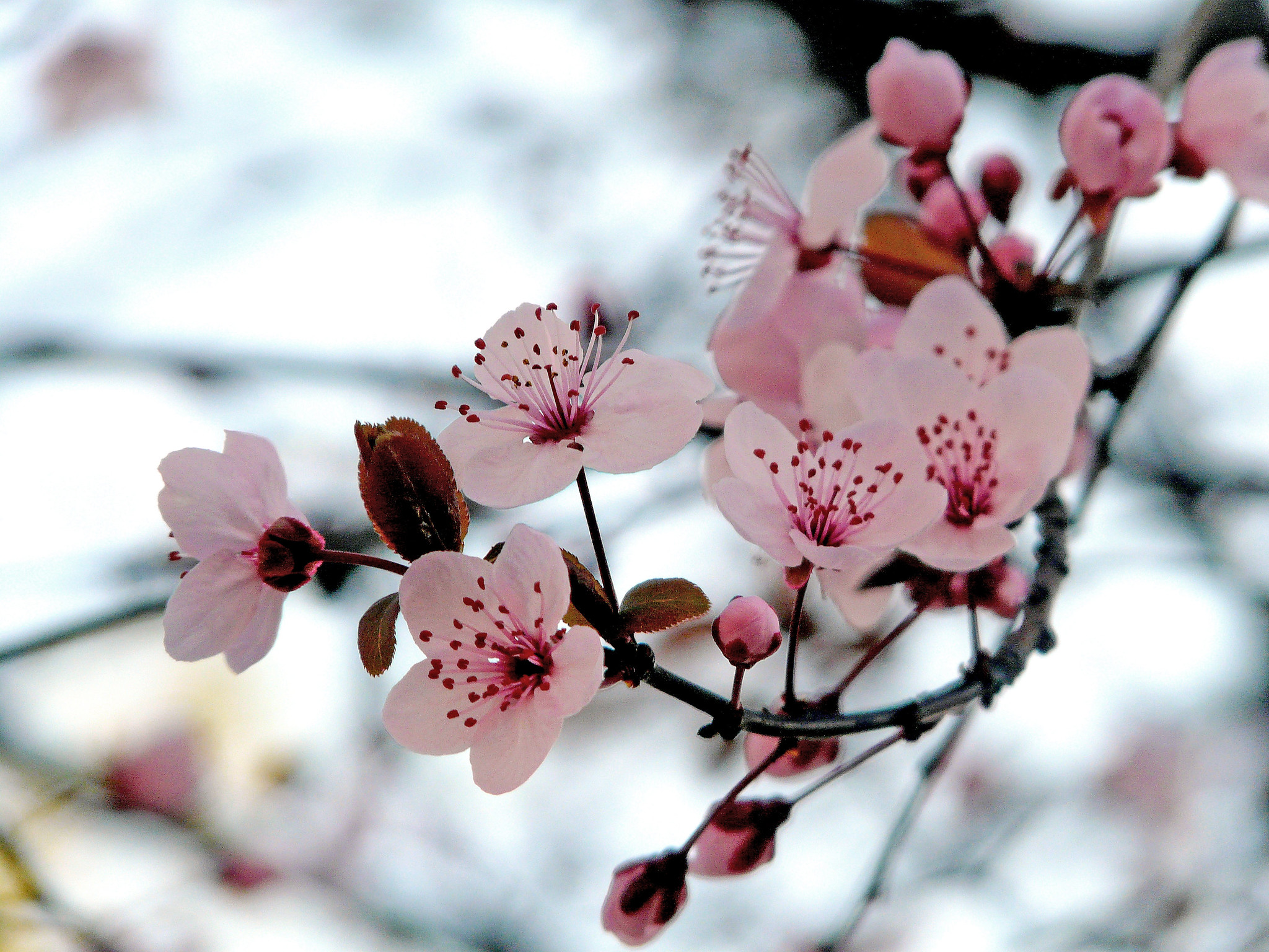 Las flores del Prunus son bonitas