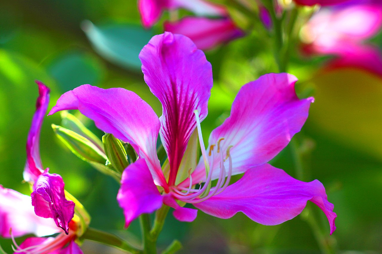 La Bauhinia purpurea es un árbol que produce flores púrpuras