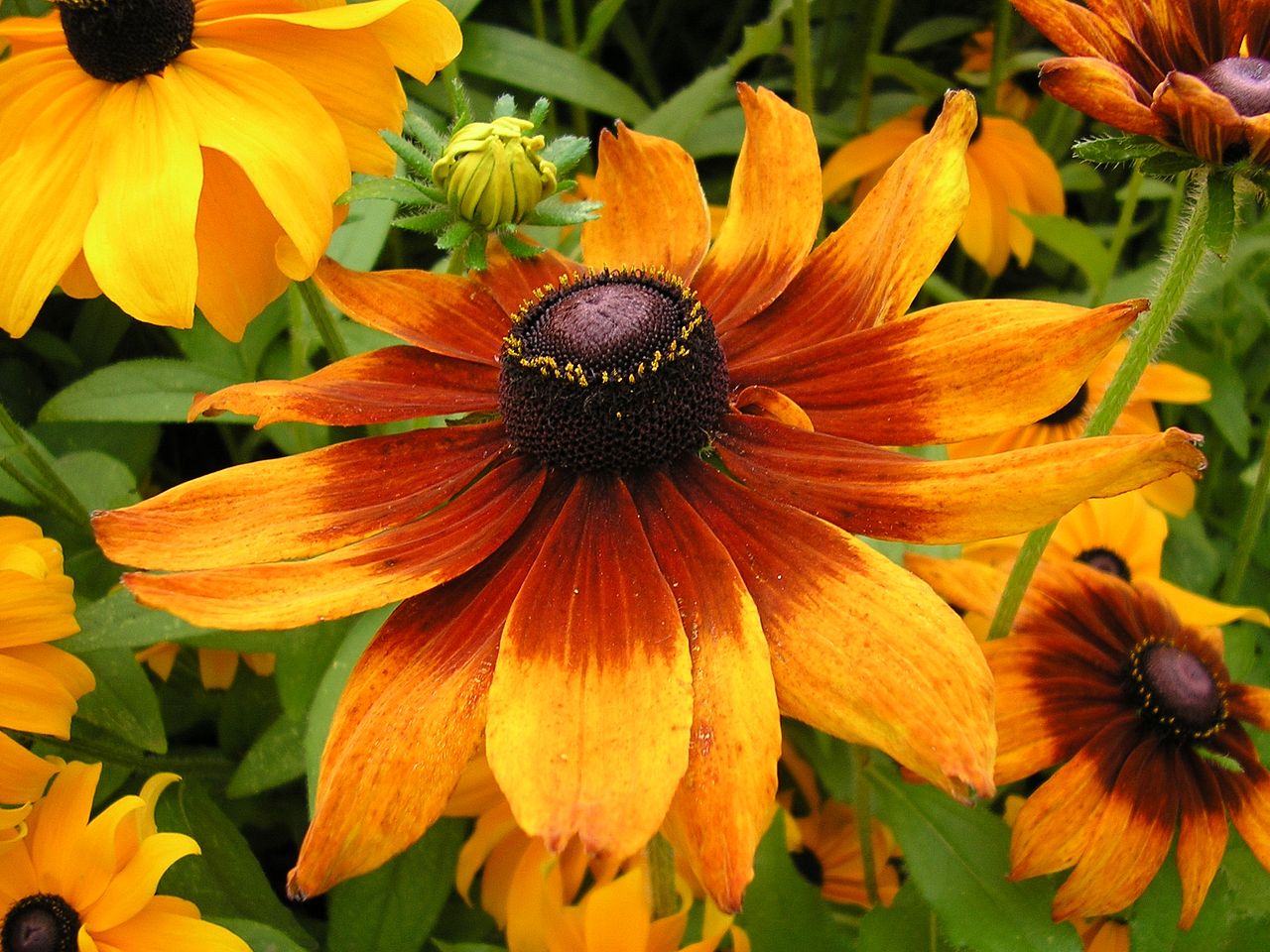 La Rudbeckia es una planta que produce flores vistosas
