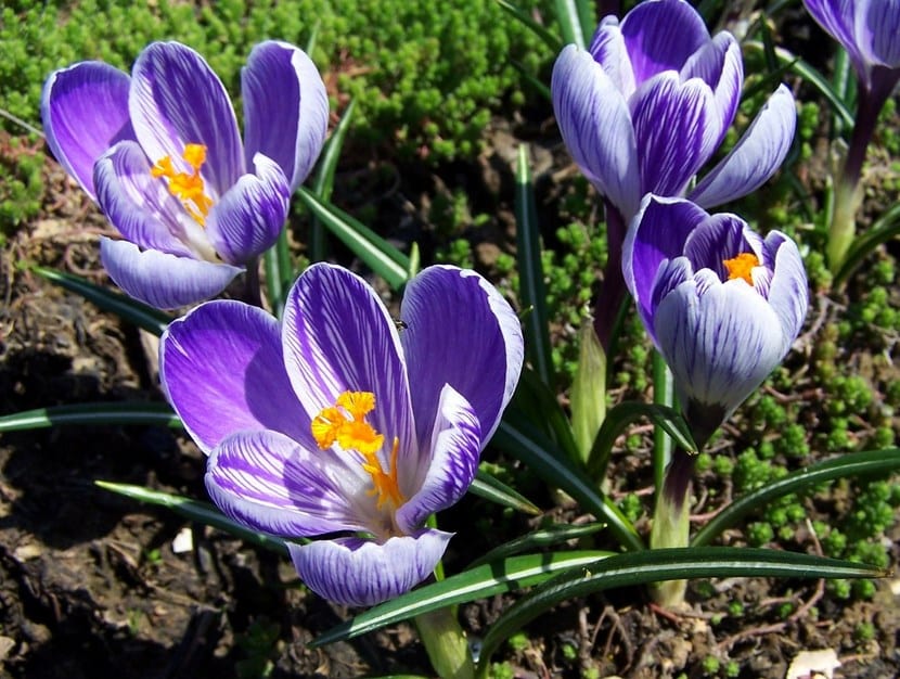 Crocus Sativus