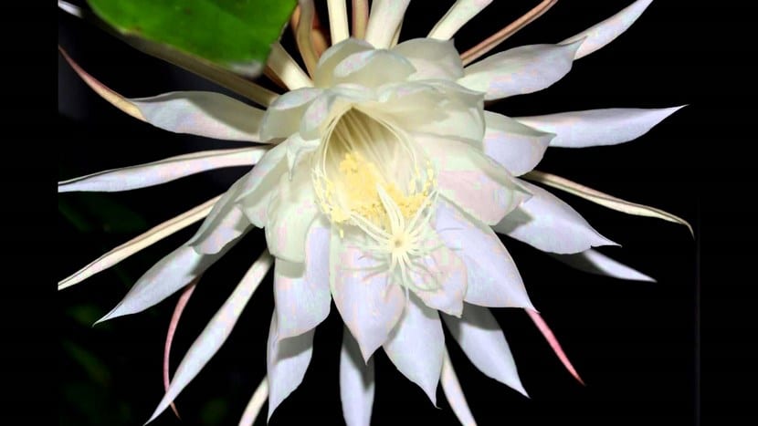 Flor Kadupul