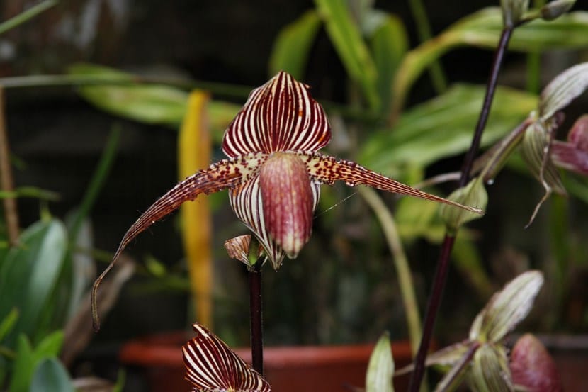 Orquídea Kinabalu