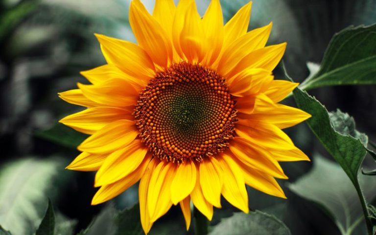 Capítulo de girasol visto de frente