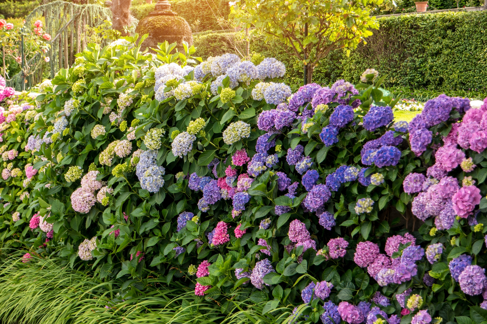 historia de las hortensias