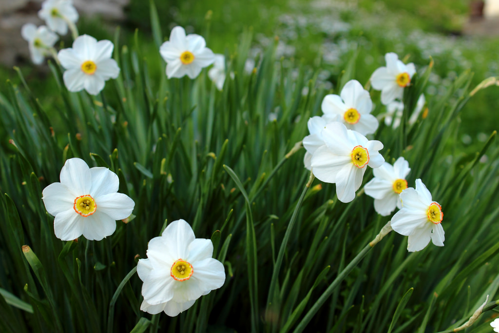 flores hermosas