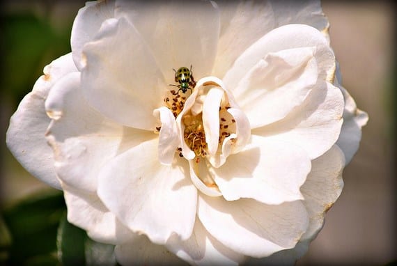 Gardenia