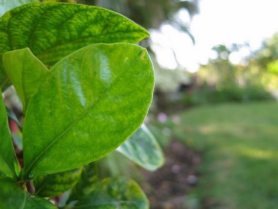 Gardenia