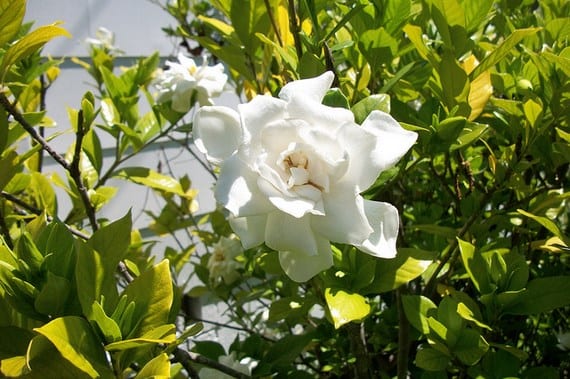 Gardenia