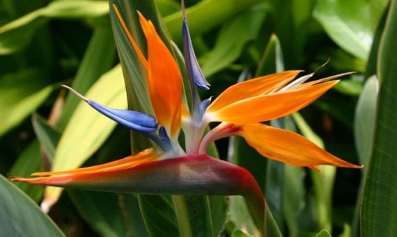 Strelitzia reginae