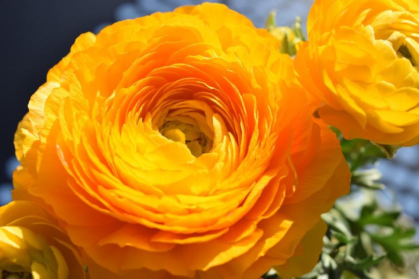 Las mejores flores para primavera y verano en España