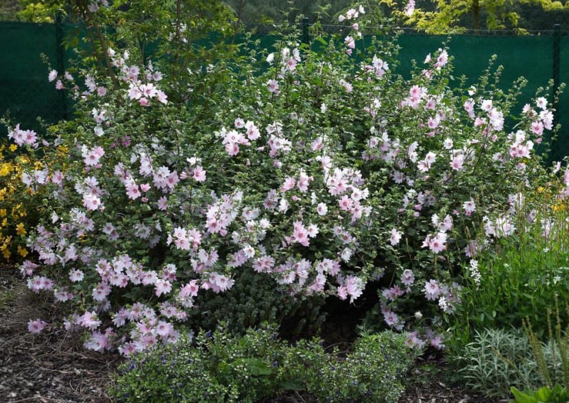 Lavatera Barnsley