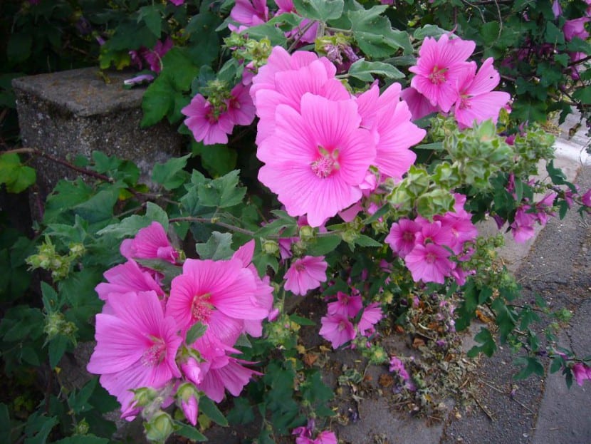 Lavatera thuringiaca