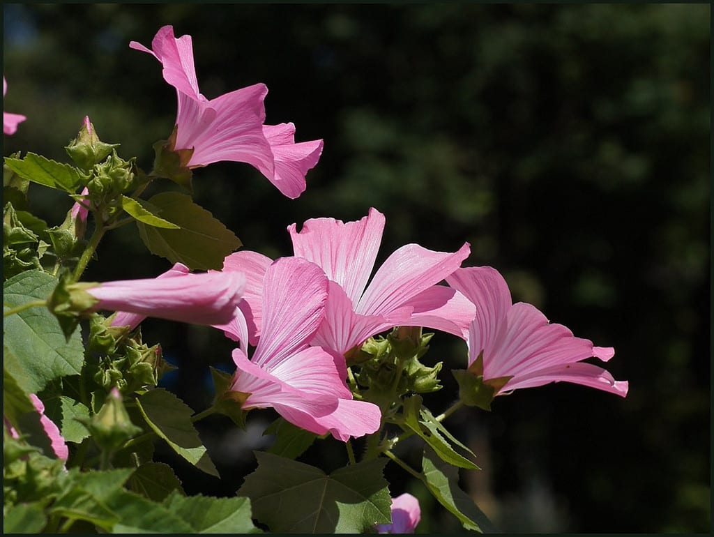 Lavatera