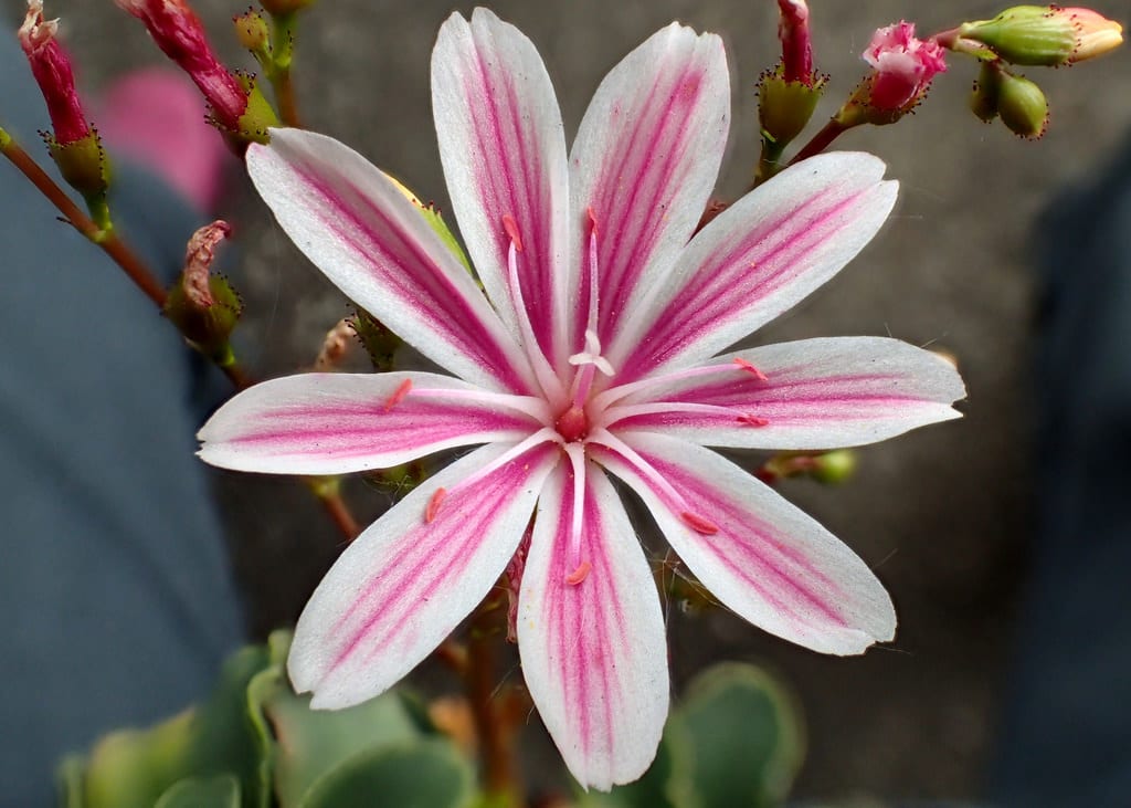 Lewisia: cultivo, sustrato y riego sin podredumbre