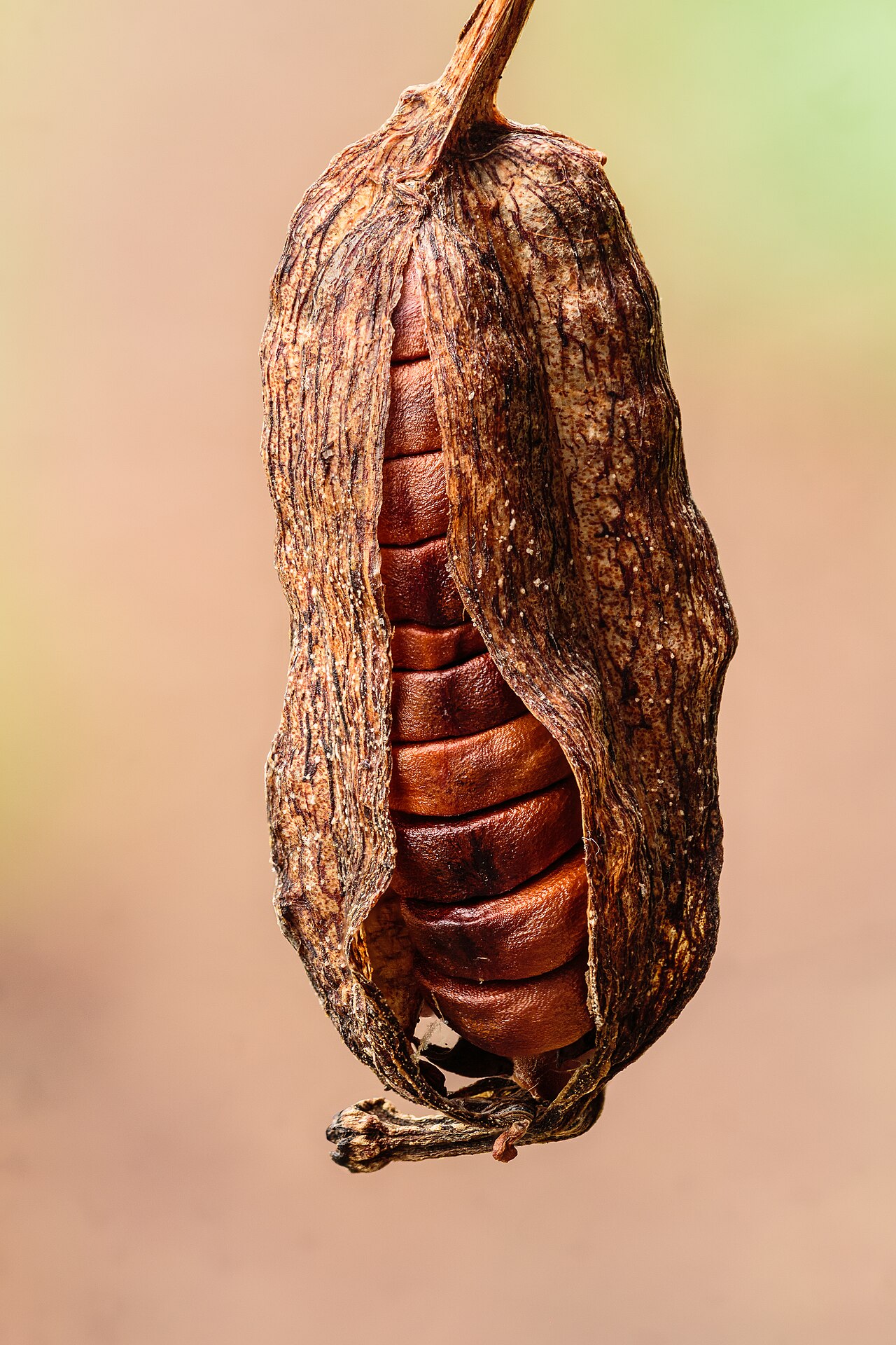 Lirio de agua
