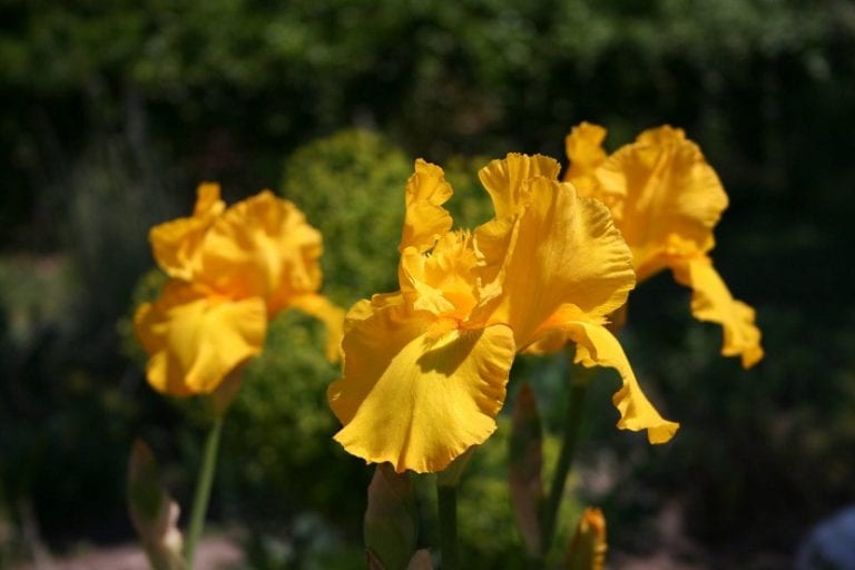 Hojas de lirio de la paz con amarillamiento