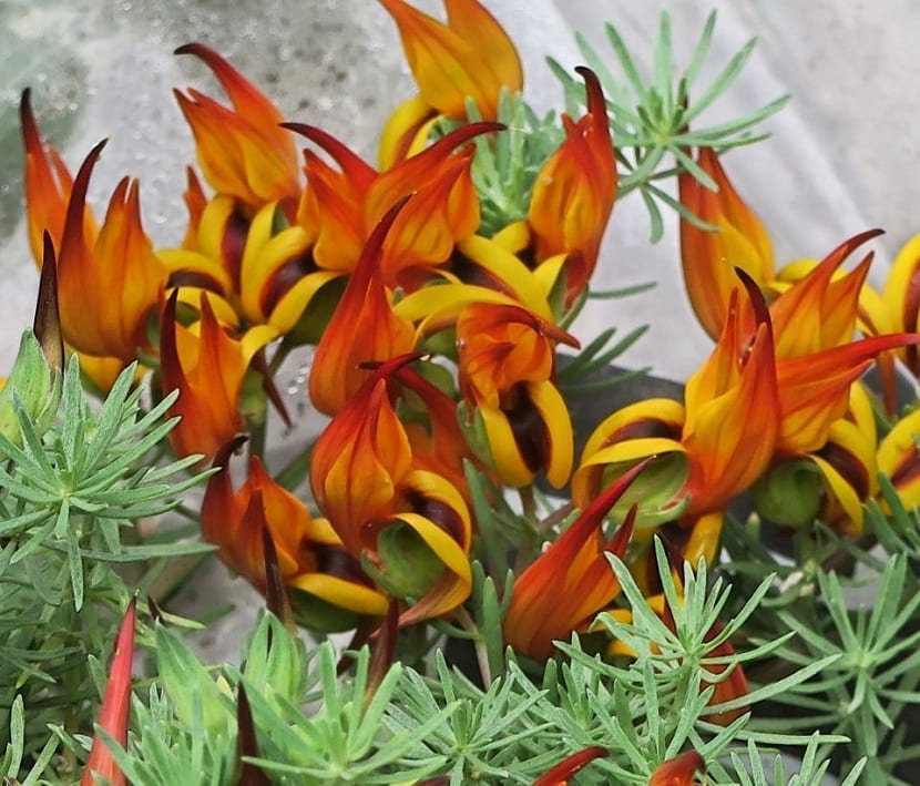 Colores de las flores del pico de loro