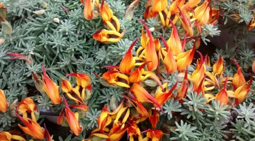 decoracion con lotus berthelotii