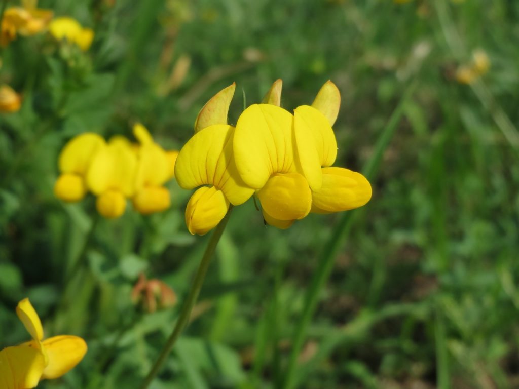 La flor del Lotus corniculatus es amarilla