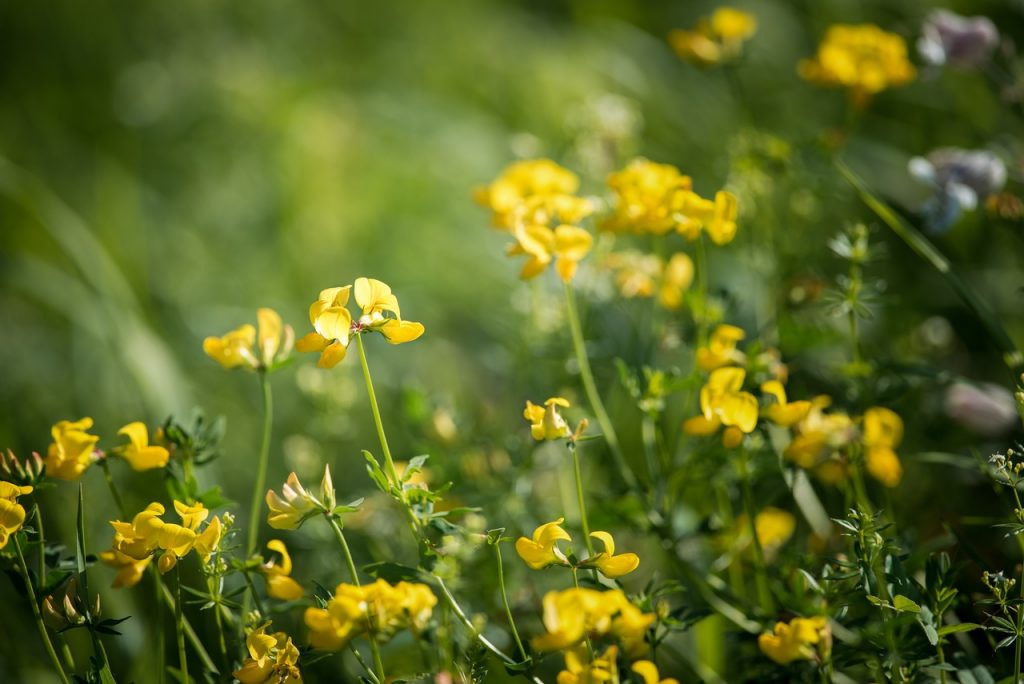 Vista del Lotus corniculatus