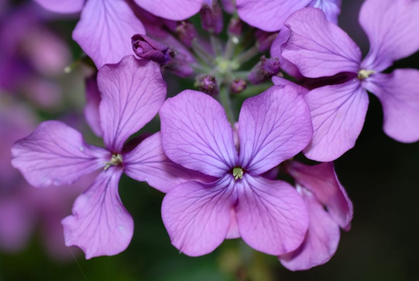 Flor de Lunaria annua