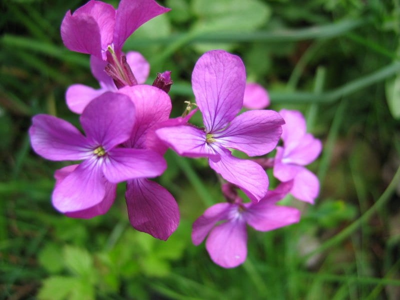 Flores de Lunaria annua