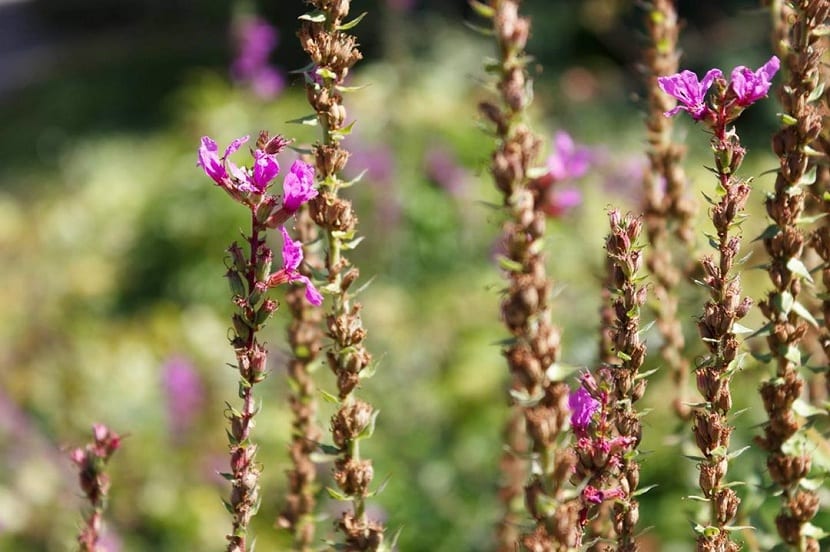 Flores de Lythrum salicaria