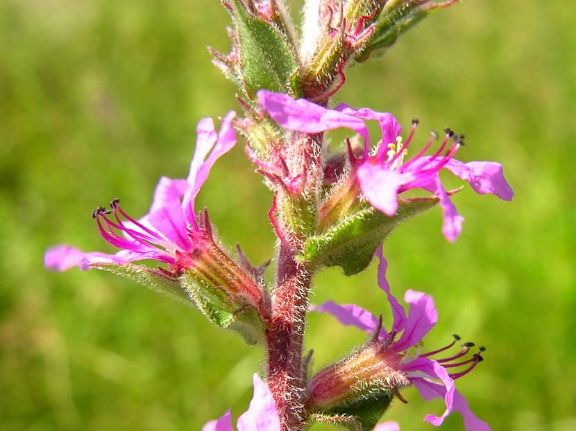 Flores del frailecillo