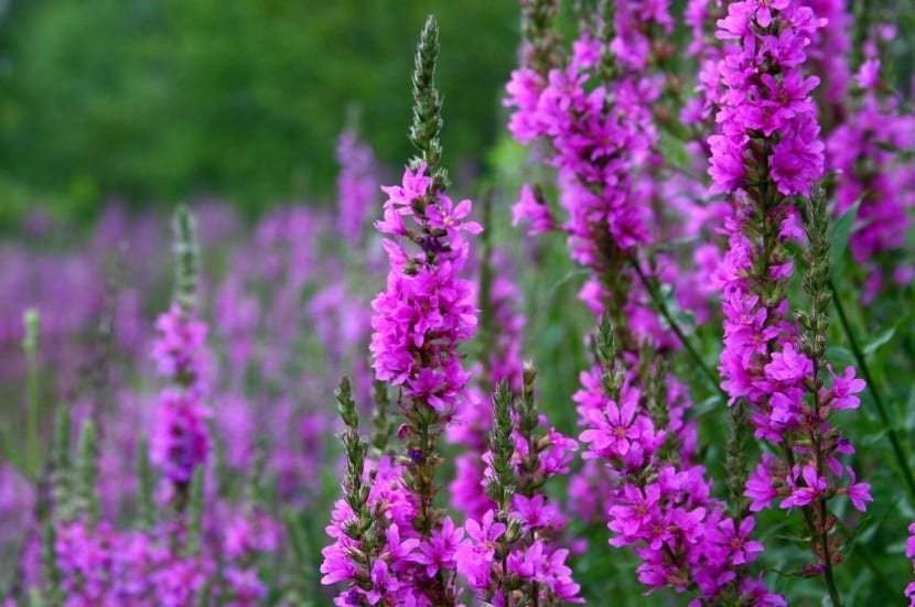 Propiedades de la Salicaria