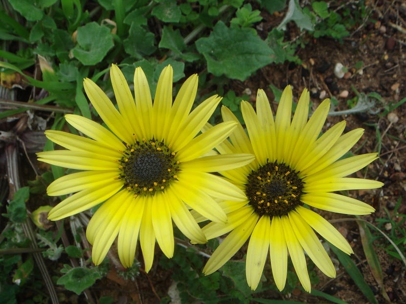 Arctotheca calendula: identificarla, controlarla y qué plantar