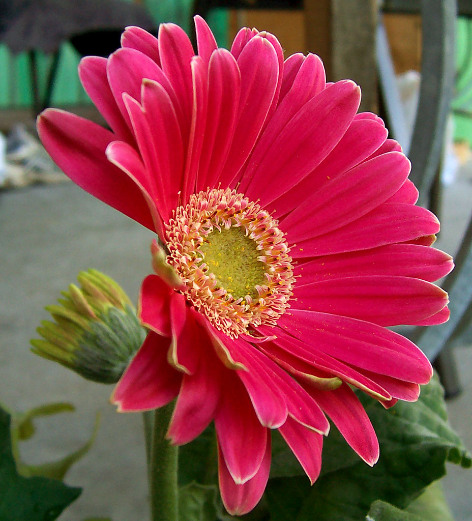 Margarita gerbera