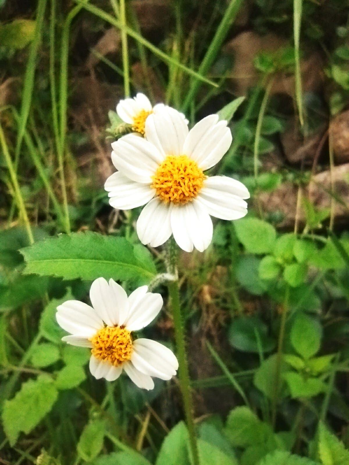 Margarita silvestre flor