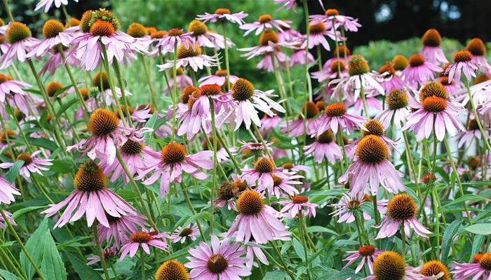 Echinacea angustifolia