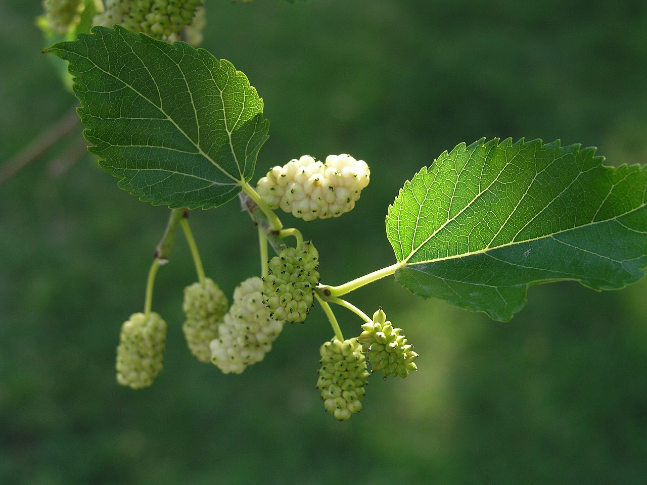 Morus alba: tipos, características, tamaño, variedades, colores…