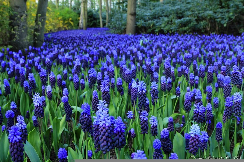 Decoración de jardines con nazarenos