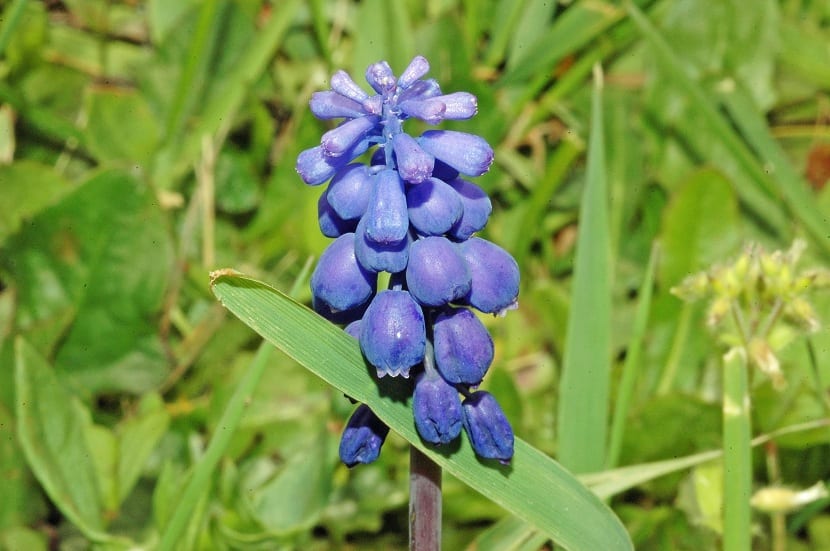 Muscari neglectum detalle de flor